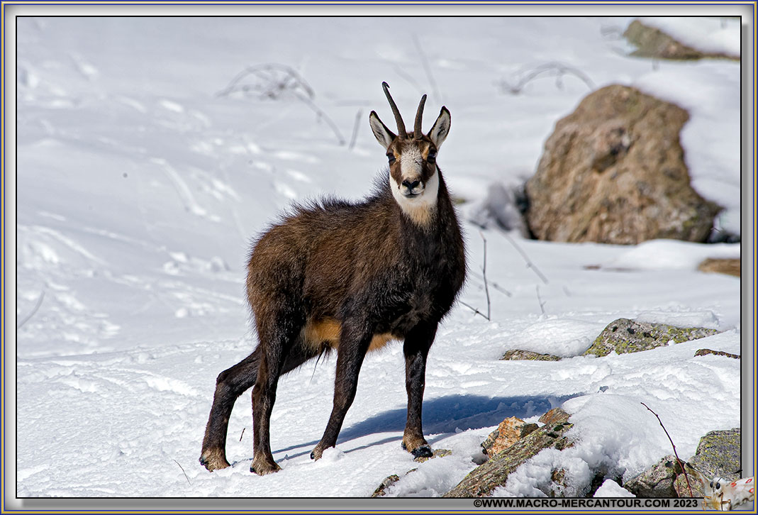CHAMOIS